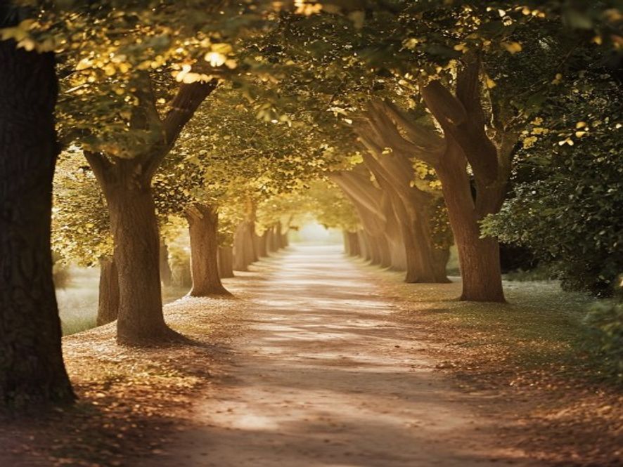 Scenic evening walking path through a park with soft golden light filtering through tree canopy